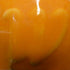 Western – Cone 5/6 – 4540 – Pumpkin Gloss