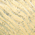 AMACO – Cone 5/6 - PCF-74 River Birch