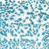 AMACO – Cone 5/6 -  CR22 Speckled Teal