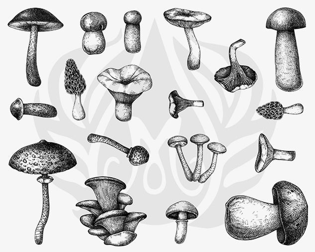 Mayco-DSS-0165 Mushrooms